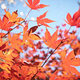 Illustration for article titled Shooting Challenge Fall Leaves Gallery 9